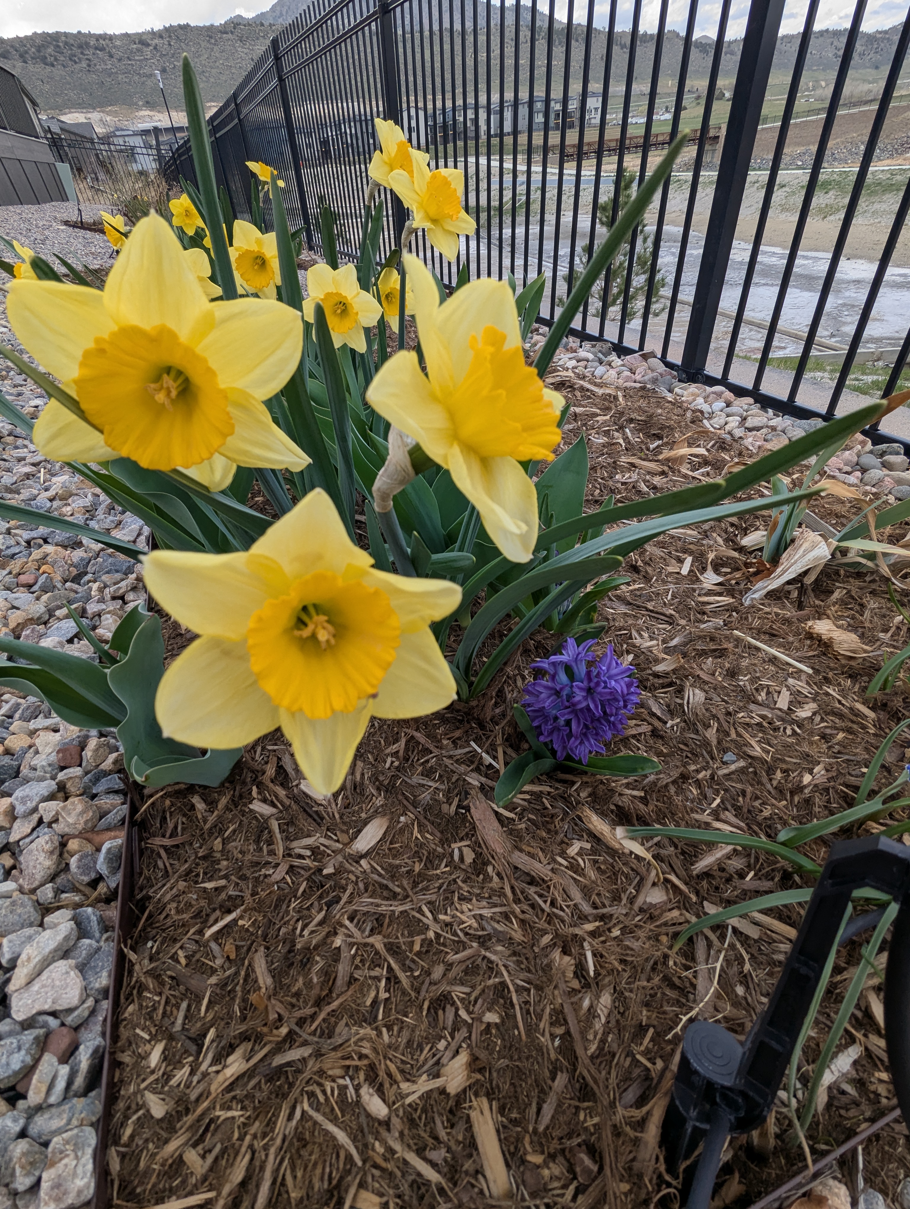 Garden, Flowers, Morrison, Colorado